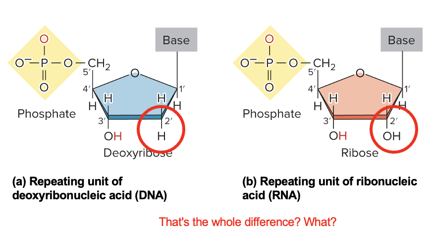 <ul><li><p>main difference btw DNA vs RNA nucleotides</p></li><li><p>DNA</p><ul><li><p>sugar deoxyribose has H @ ?</p></li></ul></li><li><p>RNA</p><ul><li><p>sugar ribose has OH @ ?</p></li></ul></li></ul><p></p>