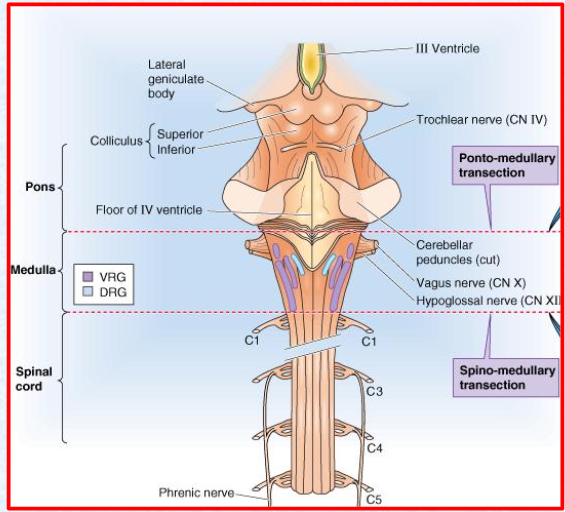 <p>Using this diagram and ur knowledge, what would the effect of a lesion between the medulla and the spinal cord have on breathing pattern?</p>