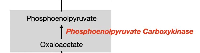 <p>oxaloacetate will turn into phosphoenolpyruvate by phosphoenolpyruvate carboxykinase.</p>