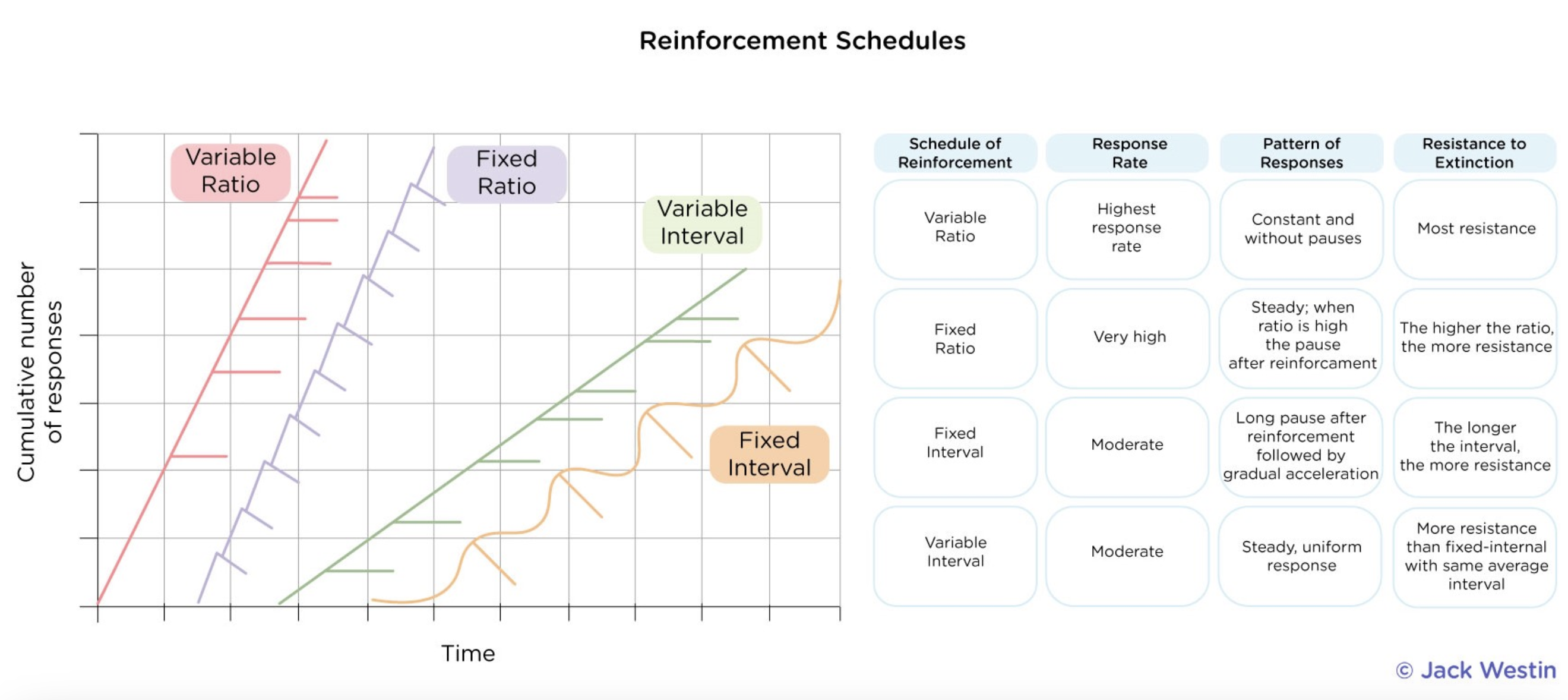 <p>reinforcement schedules </p>