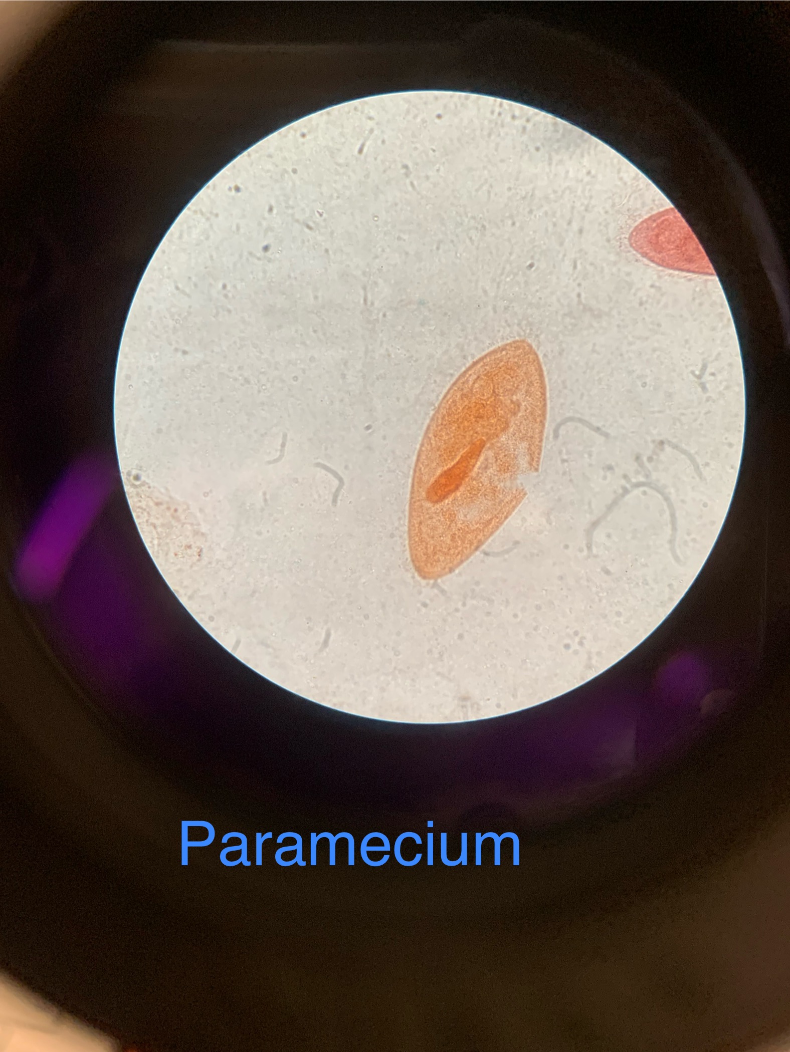 <p>Paramecium</p><p></p><ul><li><p>Covered in cilia for movement</p></li><li><p>Sweeps food into oral groove</p></li></ul><p></p>