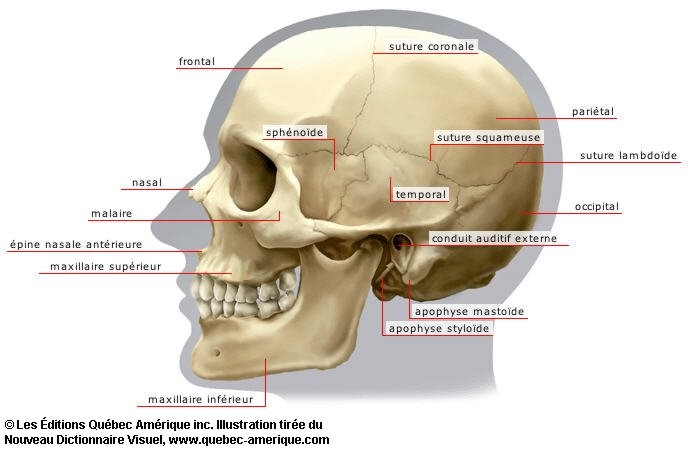 <p>c’est un os plat, et paire, situé à la partie latérale de la calvaria.<br>situation: au dessus des temporaux <br>en avant de l’occipital <br>en arrière du frontal </p>