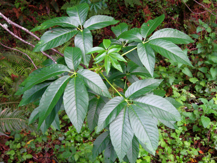 <p><u>Aesculus californica</u>, Sapindaceae</p>