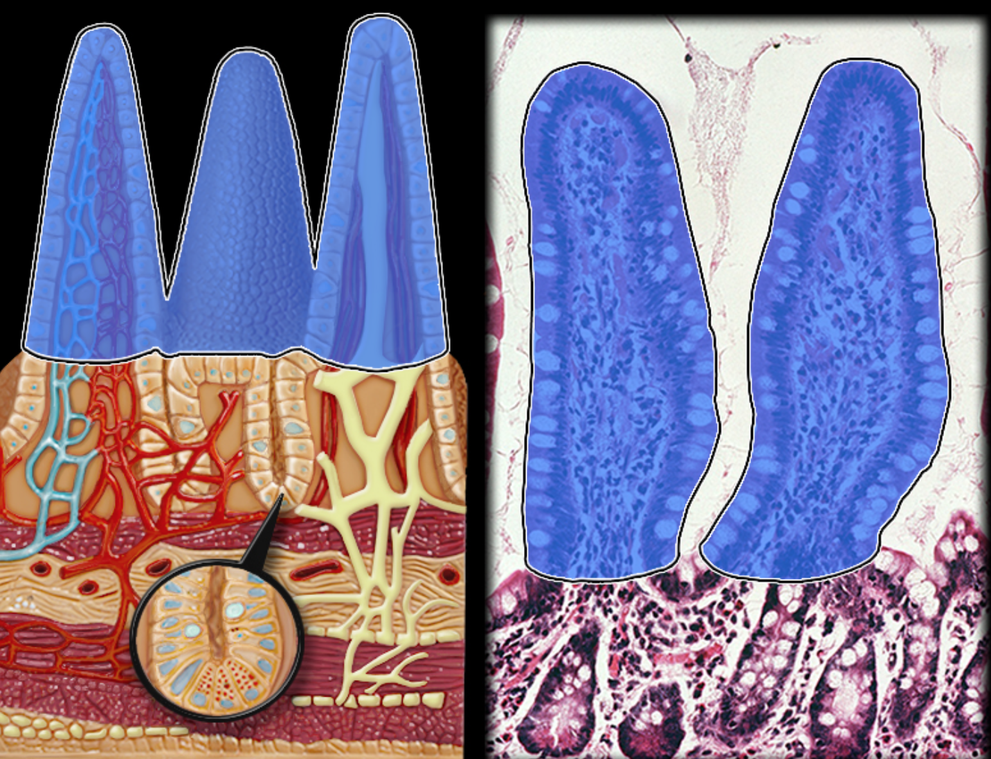 knowt flashcard image