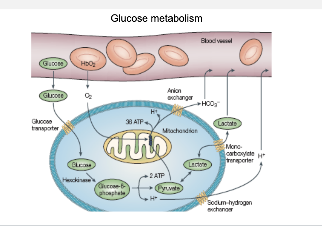 <ul><li><p>steps</p><ul><li><p>glucose enters the cell from the blood via a glucose transporter</p></li><li><p>in the cell, hexokinase converts glucose into glucose-<span>β-phosphate</span></p></li><li><p><span>glucose-β-phosphate is broken down into pyruvate which produces <strong>2 ATP</strong> and <strong>H+</strong></span></p><ul><li><p>H+ leaves cell through sodium-hydrogen exchanger and into blood</p></li></ul></li><li><p><span>pyruvate has 2 pathways</span></p><ul><li><p>aerobic pathway (with O<sub>2</sub>) </p><ul><li><p>pyruvate enters the mitochondria and undergoes: pyruvate oxidation, TCA, electron transport chain → final output = 36 ATP + H+</p></li><li><p>HCO3- is a byproduct → goes through anion exchanger → into blood</p></li></ul></li><li><p>anaerobic pathway (without O<sub>2</sub>) </p><ul><li><p>pyruvate → lactate → regenerates NAD+, allowing glycolysis to continue → lactate transporter out of cell using mono-carboxylate transporter → into blood</p></li></ul></li></ul></li></ul></li></ul><p></p><p></p>