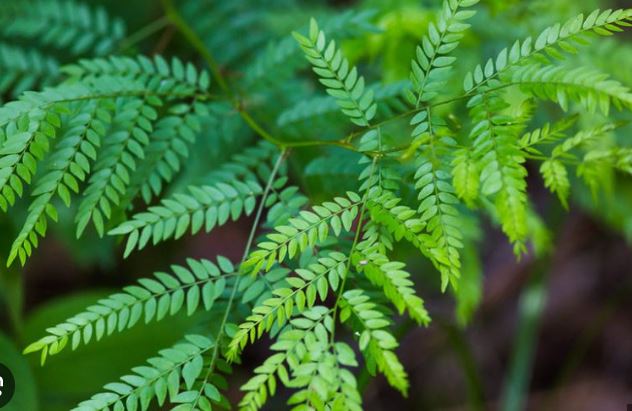 <p>honeylocust</p>
