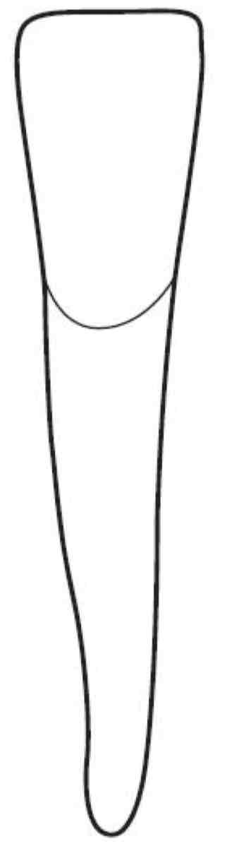 <p>what is the mesial outline of the mandibular right central incisor?</p>