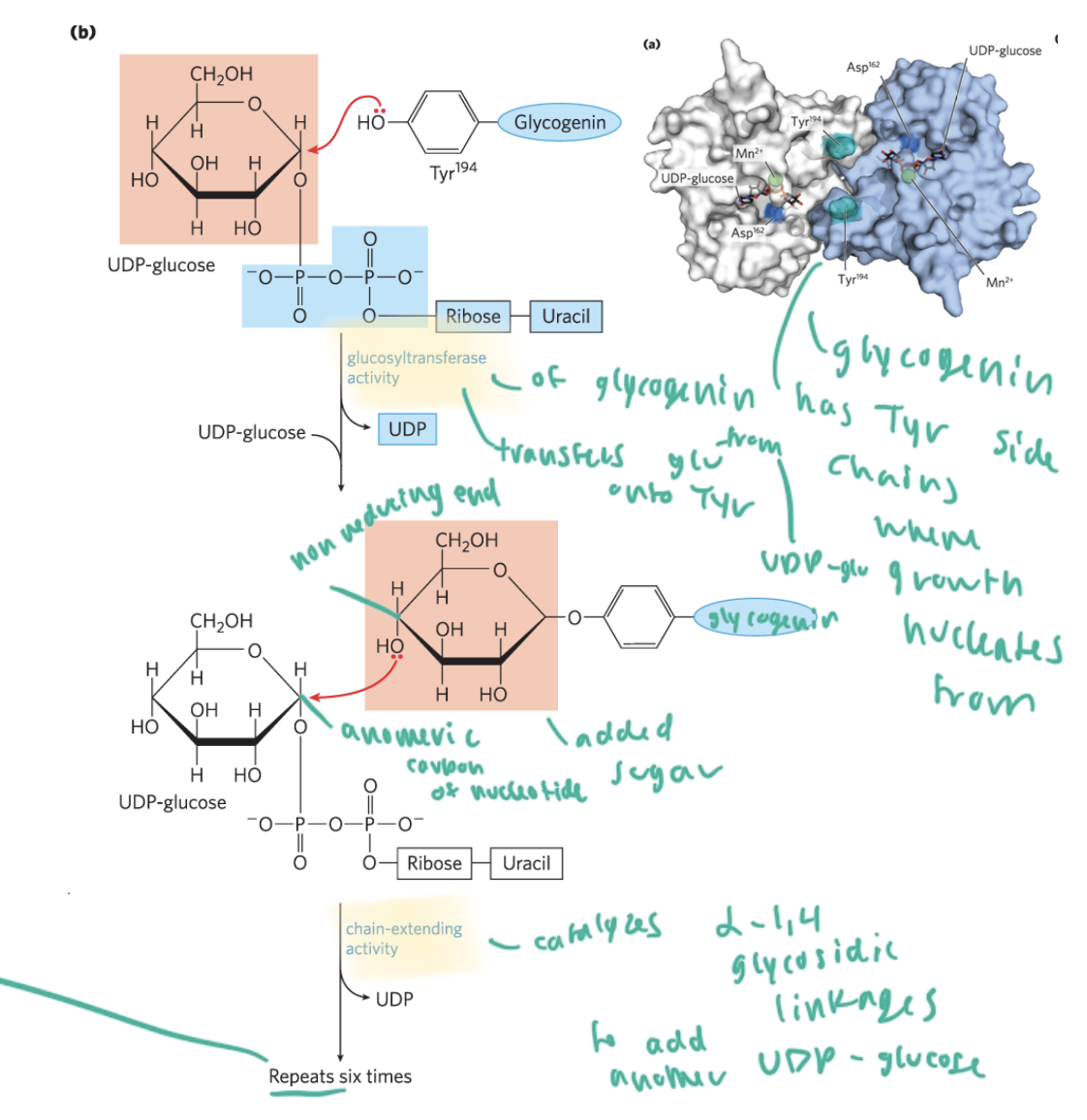 <ul><li><p>glycogenin has a Tyr side chains where growth nucleates from</p></li><li><p>glucosyltrasnferase activity of glycogenin transfers the glucose from UDP-glucose onto the glycogenin</p></li><li><p>the C1 of the glucose adds onto the OH of the Tyr of glycogenin</p></li><li><p>now the glucose’s nonreducing end points out for other glucose to add onto it</p></li><li><p>chain extending activity occurs (catalyzing alpha (1,4) linkages to add more glucose of oyther UDP-glucose on) until 6 more glucose have been added, since the glycogenin active site can only hold 6-7 sugars</p></li></ul><p></p>