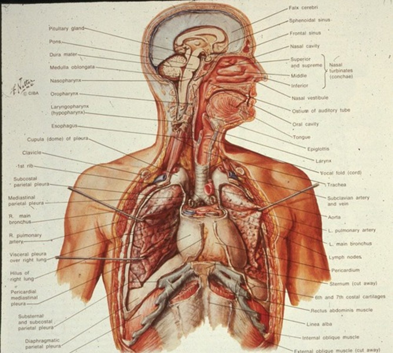 <p>Nasal/oral cavities, pharynx, larynx, trachea, primary bronchi, secondary bronchi, tertiary bronchi, and lungs.</p>