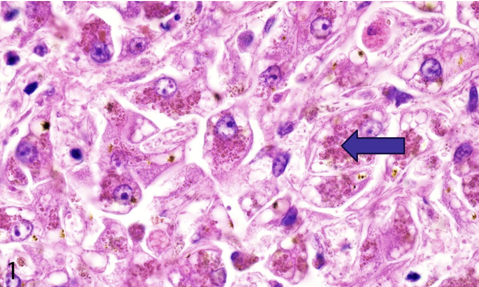 <p>what does the image show?</p>