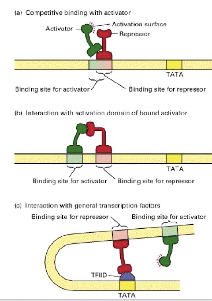 <ol><li><p><strong>Competitive binding with activator for binding sites</strong></p></li><li><p><strong>Interaction with AD of bound activator </strong> </p></li><li><p><strong>Interaction with GTF to prevent initiation</strong></p></li></ol><p></p>