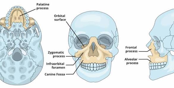 <ul><li><p>central bone that helps support the teeth </p></li><li><p>part of the upper face </p></li></ul><p></p>