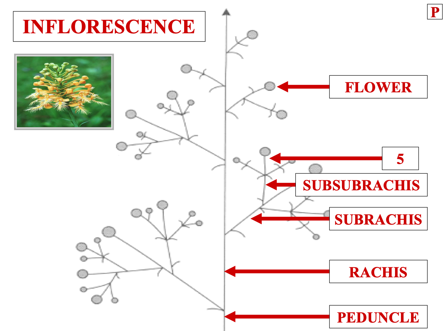 <p>name structure 5</p>