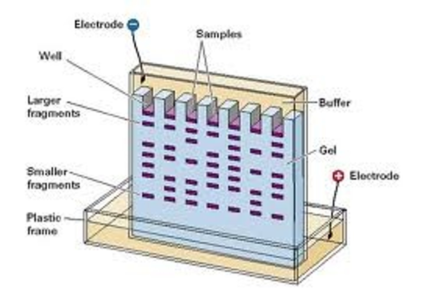 <p>PAGE: used to separate and analyze macromolecules (i.e. proteins, nucleic acids) based on size and charge.</p><p>1. gel matrix is formed from polyacrylamide</p><p>2. gel is porous; pore sizes can be adjusted to separate molecules of different sizes.</p><p>3. macromolecule samples are loaded into gel</p><p>4. electric field is applied, causing the negatively charged macromolecules to migrate towards the positive electrode.</p><p>5. Smaller molecules move faster through, larger molecules are impeded by the pores</p>