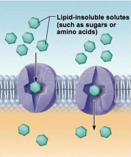 <ul><li><p>transmembrane proteins used to carry large molecules through the membrane</p></li><li><p>Protein changes shape while moving substance</p></li><li><p>Limits: the cell can only move substances as fast as proteins become available to move them</p></li></ul><p></p>