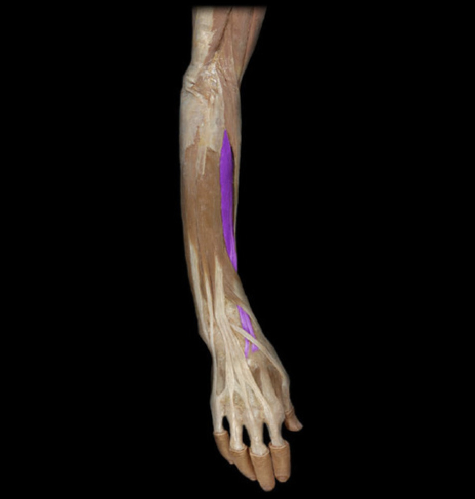 <p><em>table 5</em><br><em>O: lateral epicondyle of humerus</em></p>