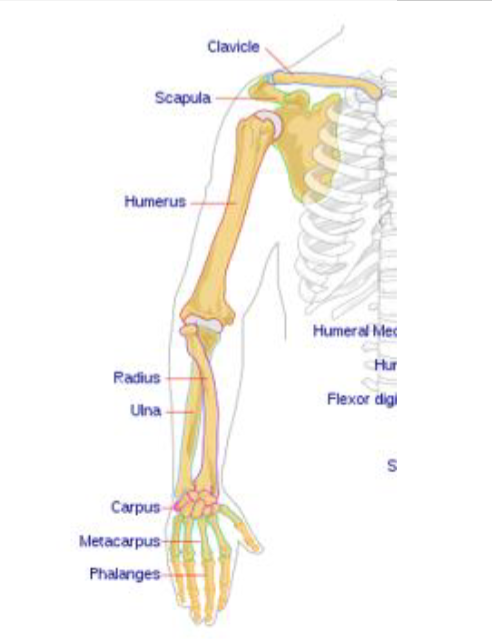 <ul><li><p>arms (brachium)- humerus</p></li><li><p>forearm (antebrachium)- radius on thumb, ulna on pinky</p></li><li><p>wrist- carpals</p><ul><li><p>refers to the group of bones in the writs</p></li></ul></li><li><p>palm- metacarpal bones</p></li><li><p>fingers- phalanges</p></li></ul><p></p>