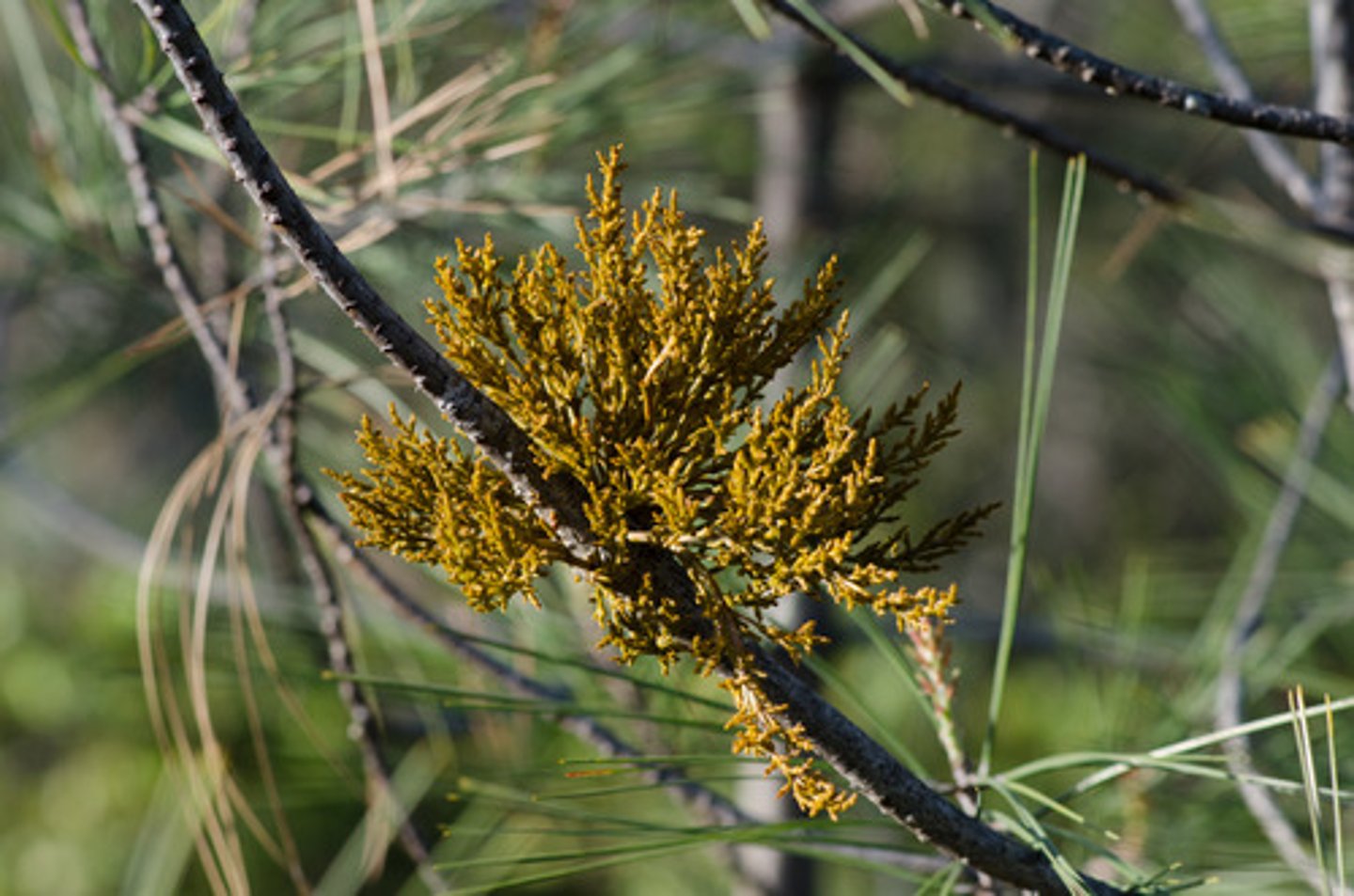 <p>photosynthetic plants that obtain water and nutrients from host xylem</p><p>----------------</p><p>FEATURES:</p><p>- they contain chlorophyll when mature</p><p>----------------</p><p>EXAMPLE:</p><p>- mistletoe</p>