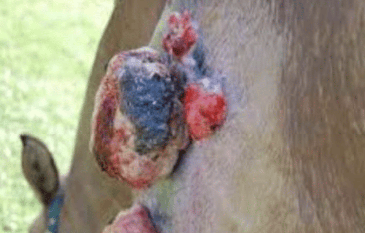 <p>What kind of sarcoid is this?</p>