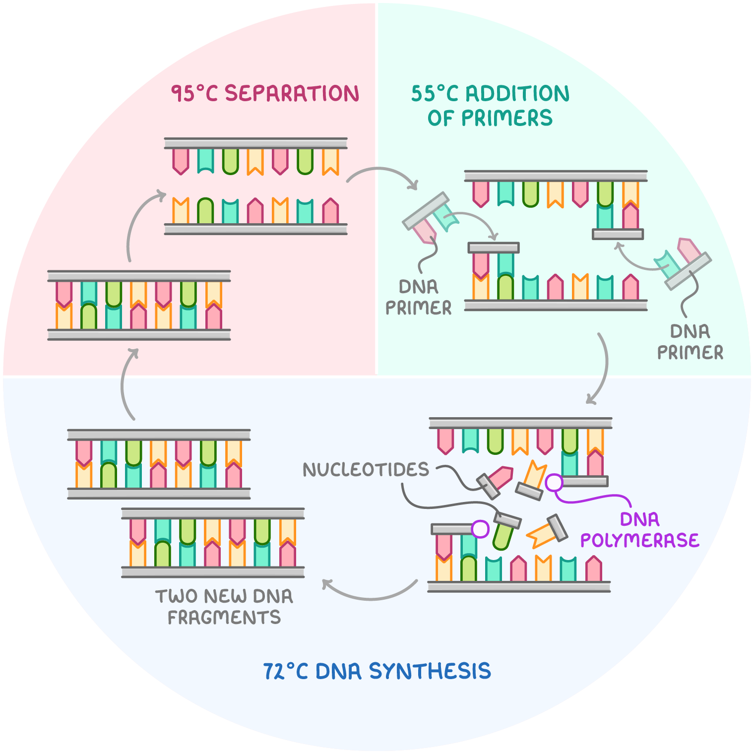 <ol><li><p>a method of making multiple copies of a <strong>DNA</strong> sequence, involving repeated reactions with a <span><u>polymerase</u></span>.</p></li></ol><p><em><br></em></p>