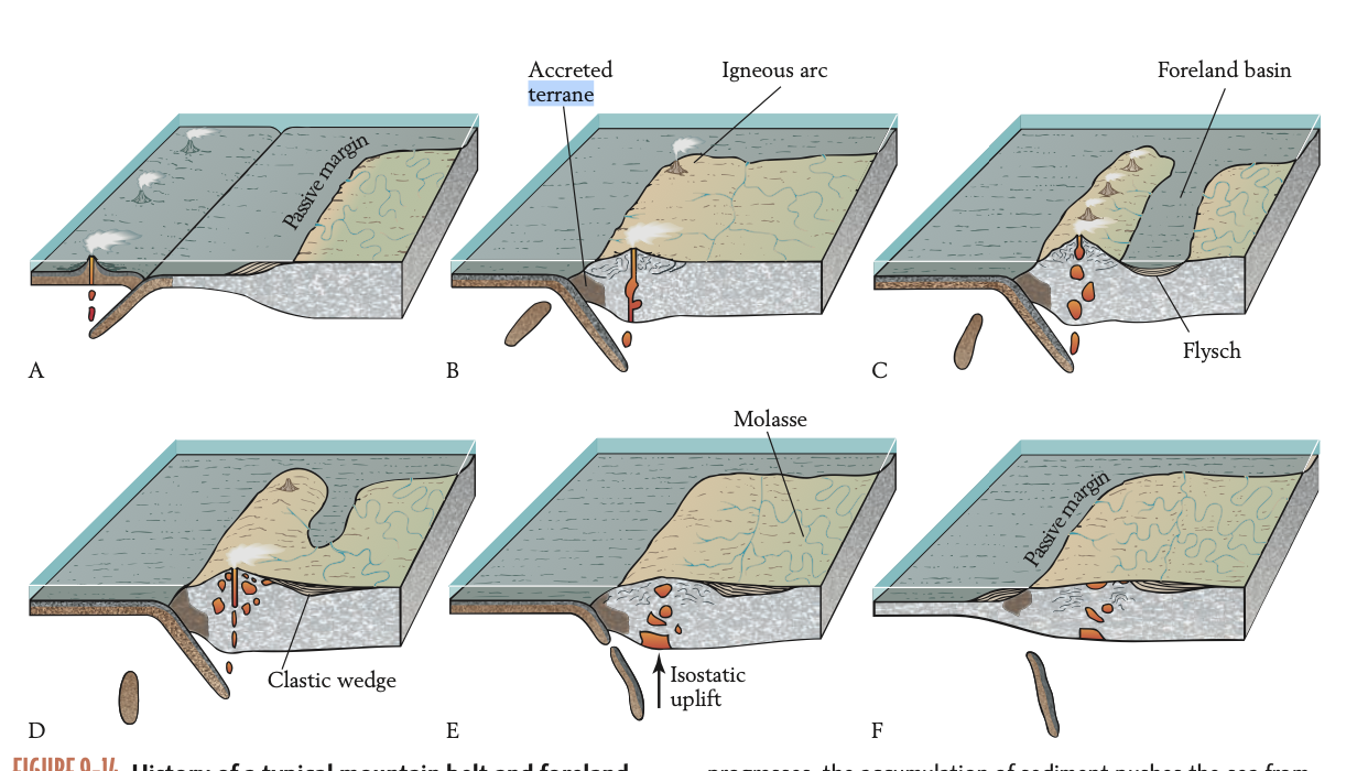 <p>Due to the weight of a mountain belt, the lithosphere next to it is “downwarped,” producing an elongated foreland basin. It accumulates <strong>flysch</strong>: deep-sea sediments (shales and turbidites) that accumulate in the basin once it is inundated with water. The accumulation of sediment pushes the water out of the foreland basin, when it then accumulates <strong>molasse </strong>(nonmarine sediment) until the mountain chain wears down, with a thick body of molasse being a <strong>clastic wedge</strong>. The root remains and isostasy causes the mountain belt to bob up again at different intervals, even after orogenic activity has stopped.</p>