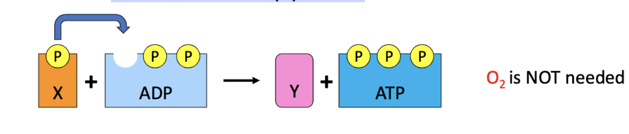 <p>ATP is synthesized by direct transfer of phosphate group from a substrate (X) to ADP</p><ul><li><p>produced reducing power (NADH, FADH2)</p></li></ul><p></p>
