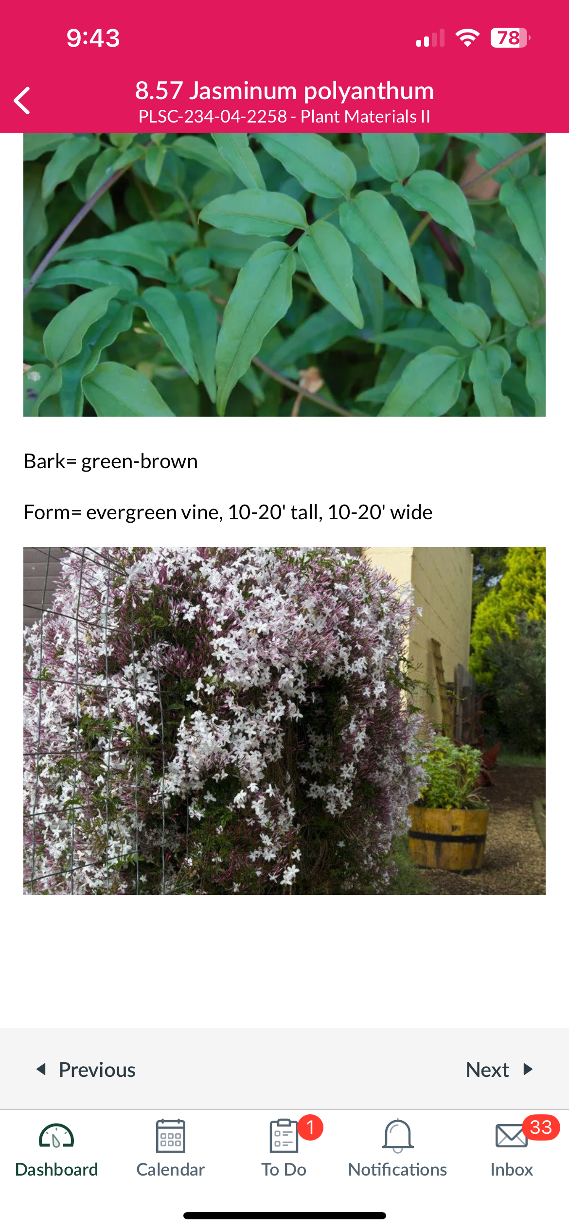 <p>Pink jasmine </p>