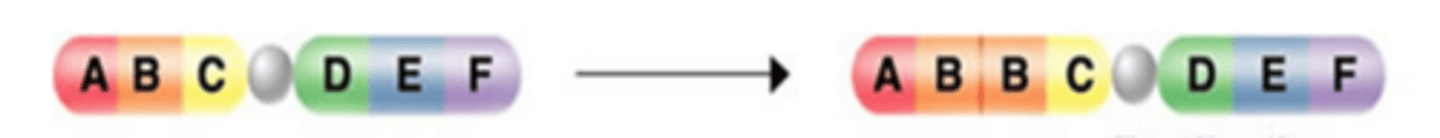 <p>A chromosomal mutation that occurs when extra copies are found on a single chromosome</p>