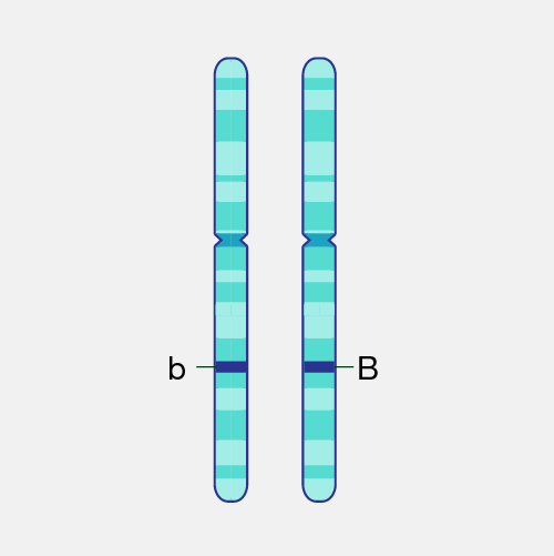 <p>Different versions of the same gene</p>