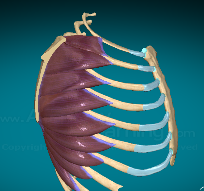 <p>What does the Serratus Anterior do?</p>