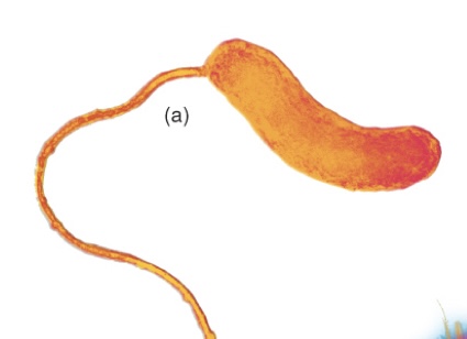 <p>A single flagellum at one end of cell</p>