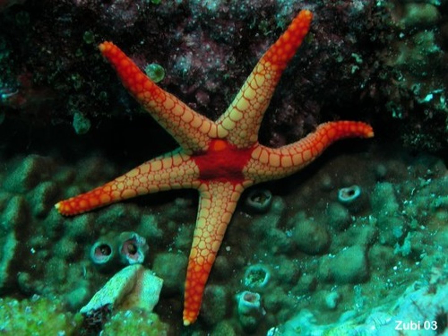 <p>The name of the individual plates of an echinoderms skeleton</p>