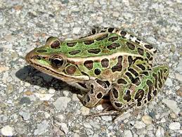 Ranidae - Lithobates pipiens