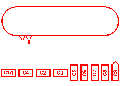 <ol><li><p>What complement pathway is initiated here?</p></li><li><p>Adrive compounds generated in the pathway</p></li><li><p>Components of the Membrane Attack Complex</p></li></ol>