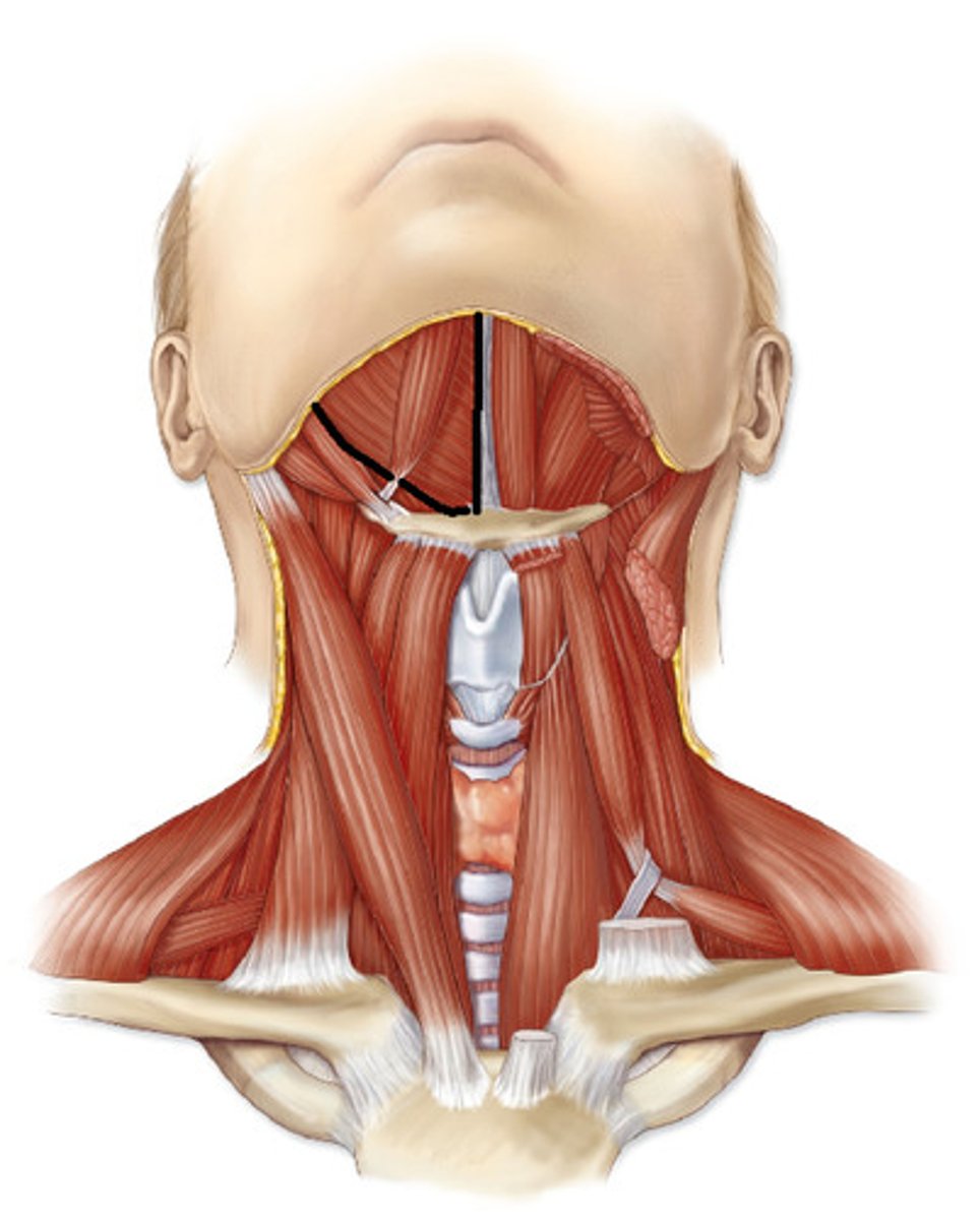 <p>elevate hyoid bone &amp; base of tongue</p>