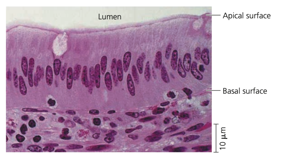 ◆ Faces the lumen (cavity) or outside of the organ is exposed to fluid or air
◆ Specialized projections often cover this surface (microvilli in small intestine epithelium)