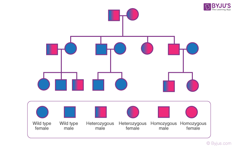 <p>a diagram showing how traits are passed through generations</p>