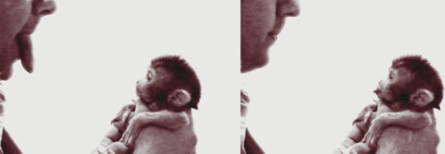 <p>(A) Mirror Neurons</p><p>Mirror Neurons are hypothesized to be responsible for our ability to imitate because they cause us to have similar brain activity to when we watch someone do something to when we actually do that same thing ourselves.</p>