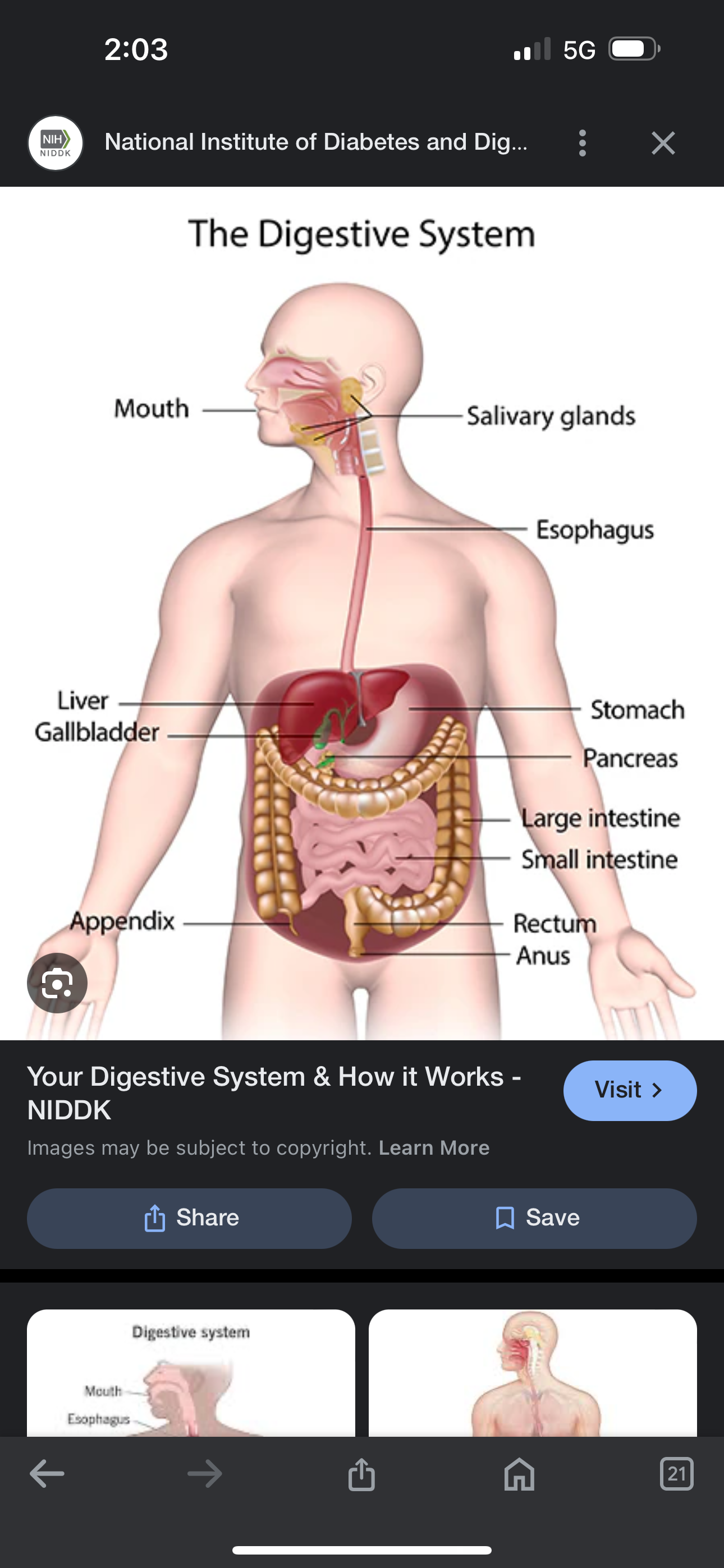 <p>A system that breaks some food nutrients which are absorbed and transported by the cell circulatory system</p><p></p>
