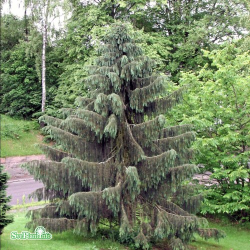 Picea breweriana h:10 b:6