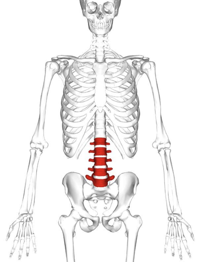 <ul><li><p>Massive block-like bodies</p></li><li><p>Weight bearing and thick</p></li></ul><p></p>