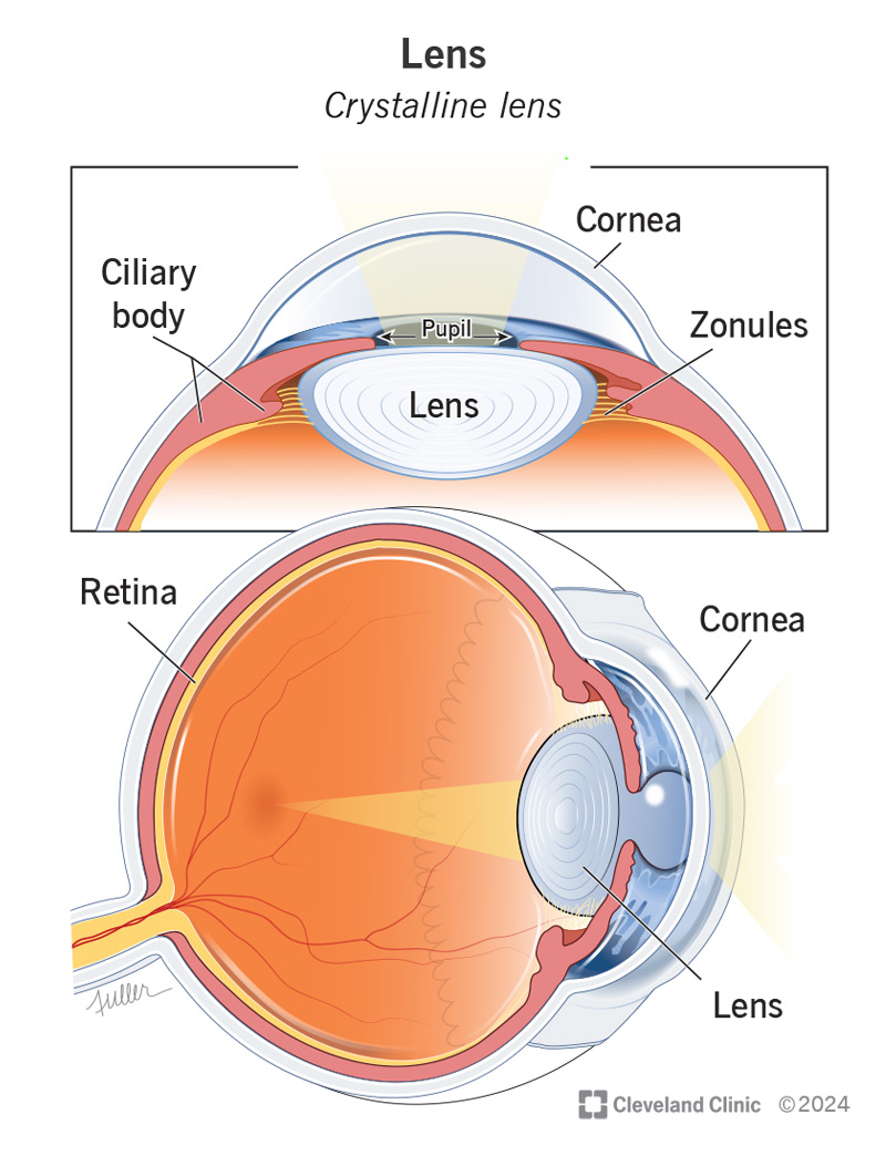<ol><li><p>cornea = clear, curved front surface of eye, avascular (no blood vessels), made up of 5 layers </p></li><li><p>lens = behind the iris and in fronf of the vitreous body, suspended by zonular fibres, bioconvex and avascular </p></li><li><p>zonular fibres = think, fibrous strands that connect the lends capsule to the ciliary body, when ciliary muscles contract, fibres loosen = lens rounds and focuses on close objects </p></li></ol><p></p>