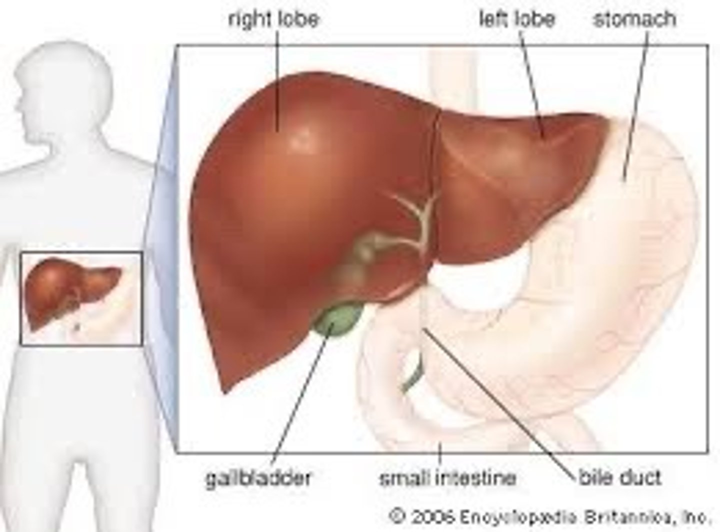 <p>1. Breaks down toxins 2. Makes bile</p>