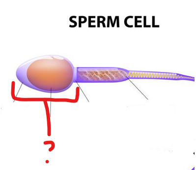 <p>Spermatozoa head</p>