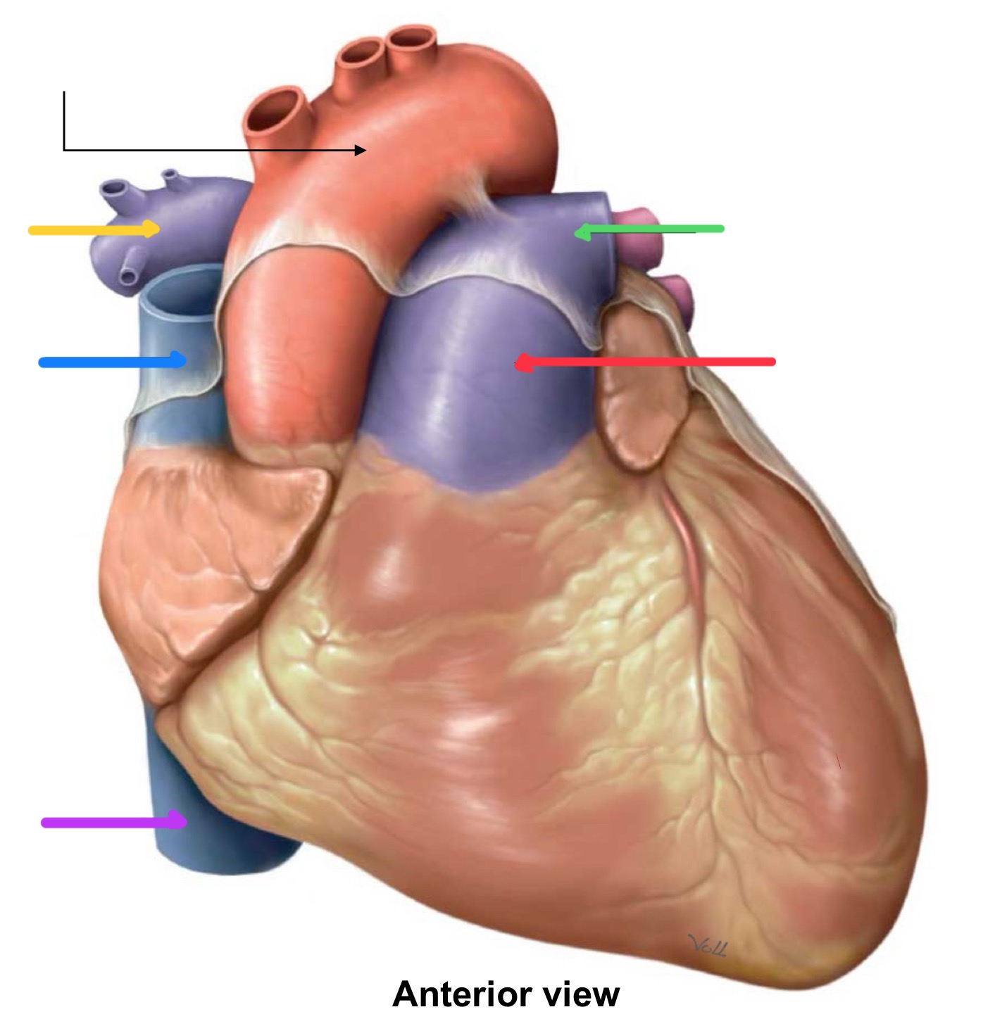 <p>What structure is identified by the red line?</p>