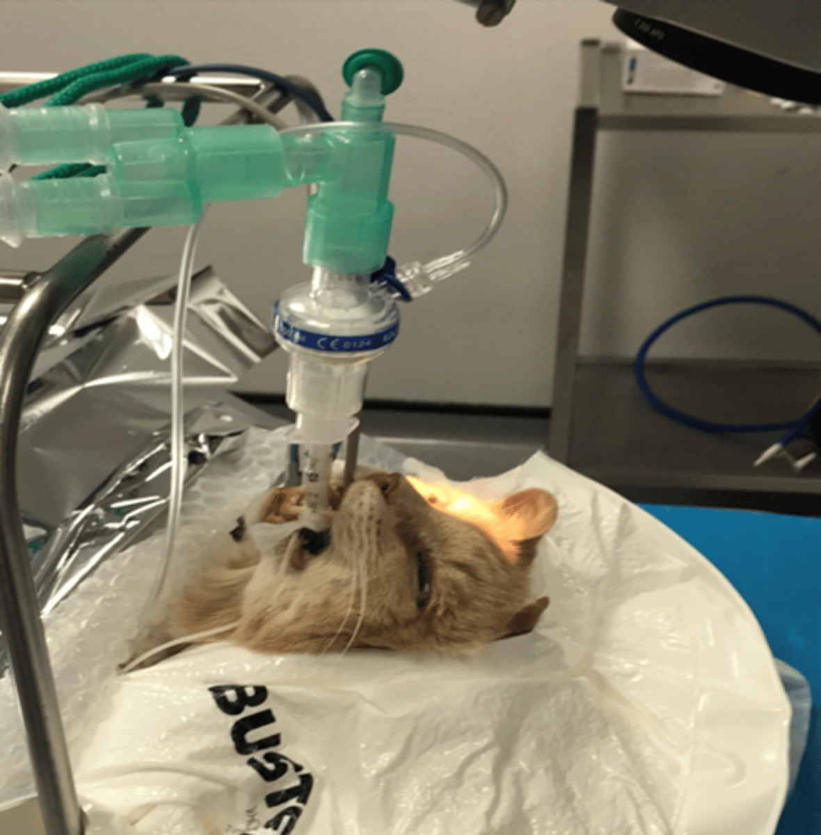 <p>- Ventilation: </p><p>- Cardiac output </p><p>- Solubility of agent in the body </p>