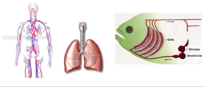 <ul><li><p>Getting O2 out of the external medium and into the cells</p><ul><li><p>Often via the circulatory system in animals</p></li></ul></li><li><p>Getting CO2 out of the cells and into the external medium</p></li></ul><p></p>