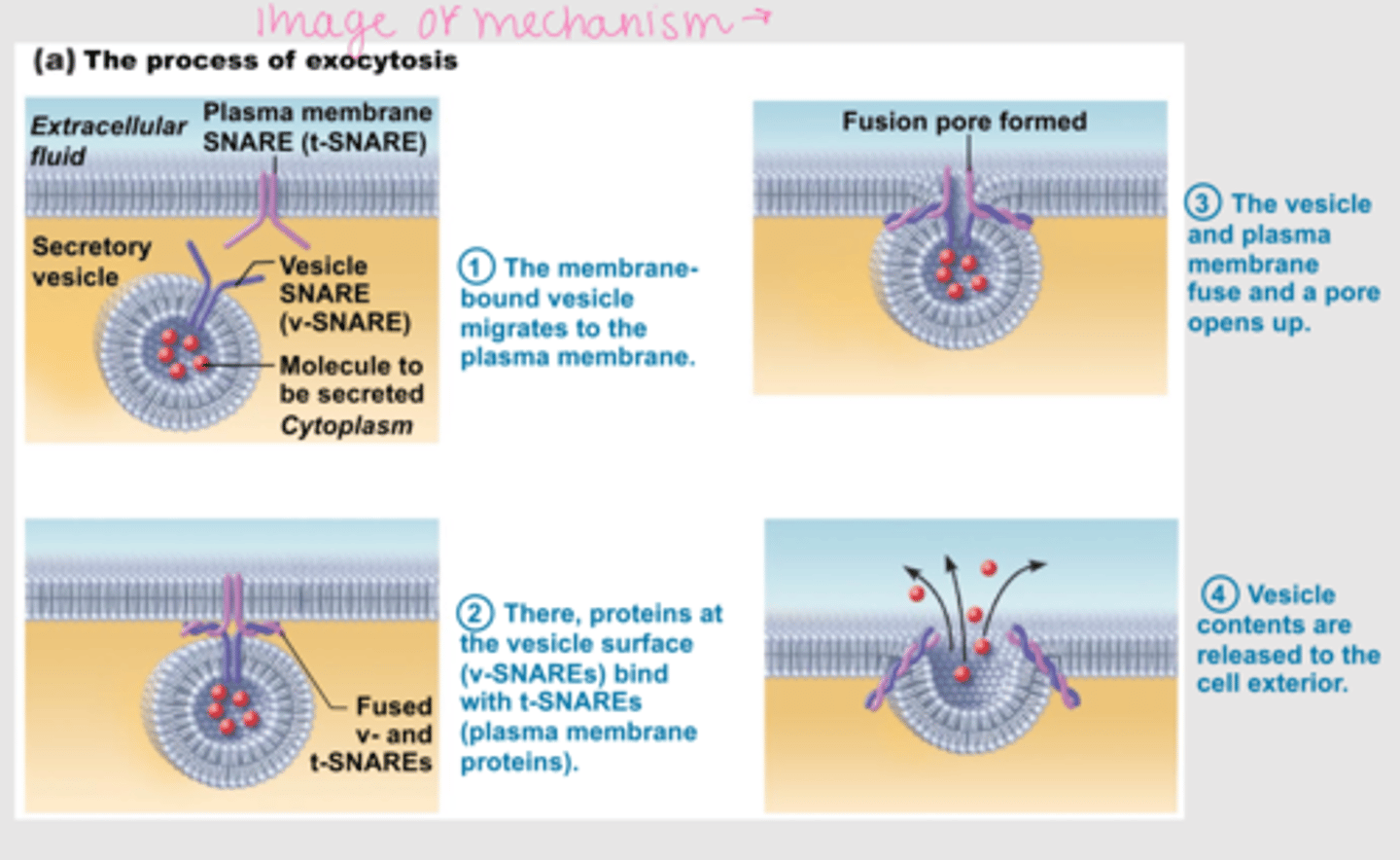 <p>1. v-SNARE (v = vesicle) find vesicle</p><p>2. t-SNARE (t = target) on membrane and bind</p>