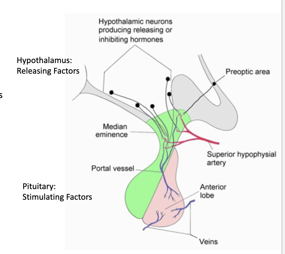<p><strong>hypothalamus</strong></p><ul><li><p>control of the pituitary gland</p></li><li><p>the hypothalamus control the _____ by secreting releasing factors into the _______portal system</p></li><li><p>unlike many other endocrine tissues, the anterior pituitary is so dependent on the hypothalamus, that it is not transplantable </p></li></ul><p></p>