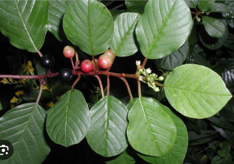 <p><em>Rhamnus frangula</em></p>